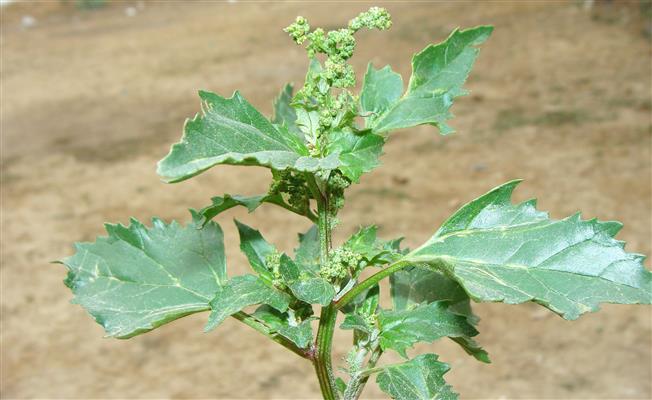 Chenopodiastrum murale